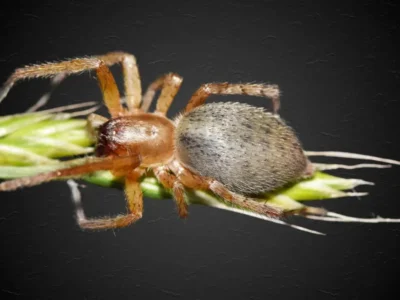 Yellow Sac spider (Cheiracanthium) with prey in a pine tree. These dangerous spiders are prolific at night, and have similar venom to the Brown