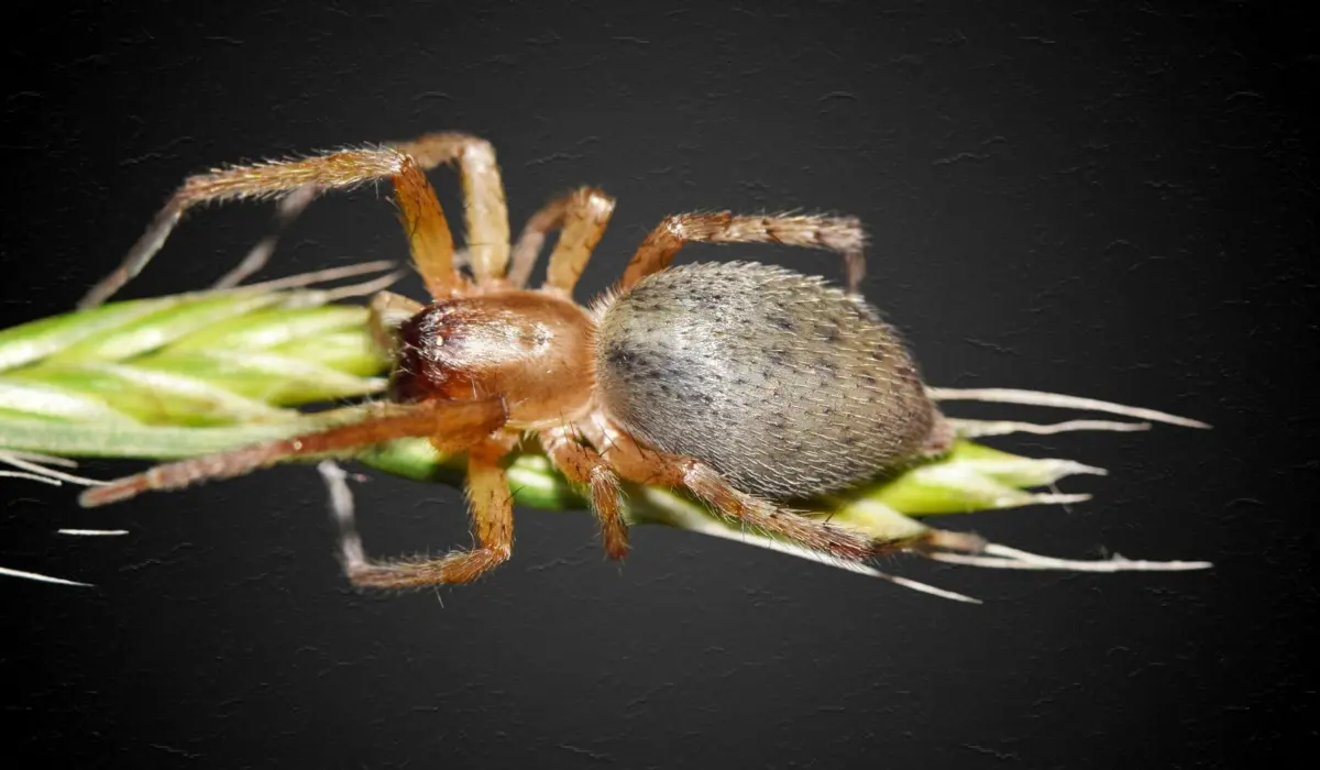 Yellow Sac spider (Cheiracanthium) with prey in a pine tree. These dangerous spiders are prolific at night, and have similar venom to the Brown